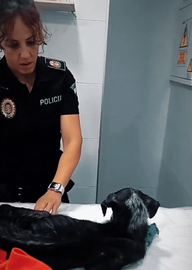 Fatídico desenlace para la perrita rescatada por la Policía Local en Granada